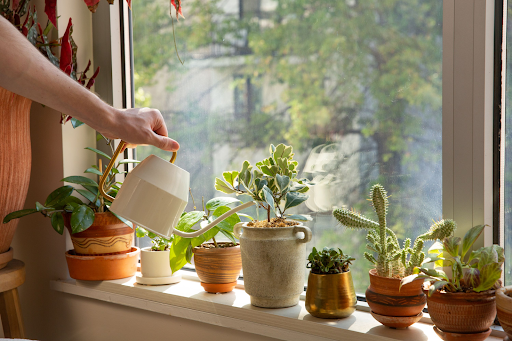 The Best Indoor Plants For Your Home: Low Maintenance Plants