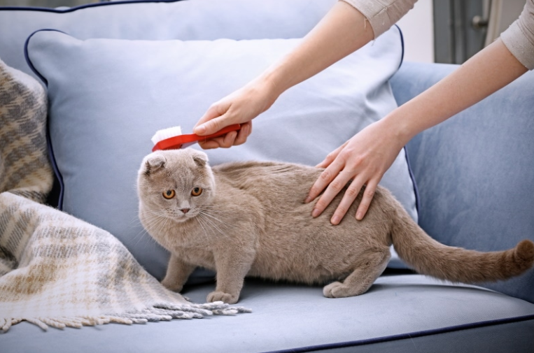 Comparing the Effectiveness of Cat Cleaning Wipes Versus Traditional Bathing Methods