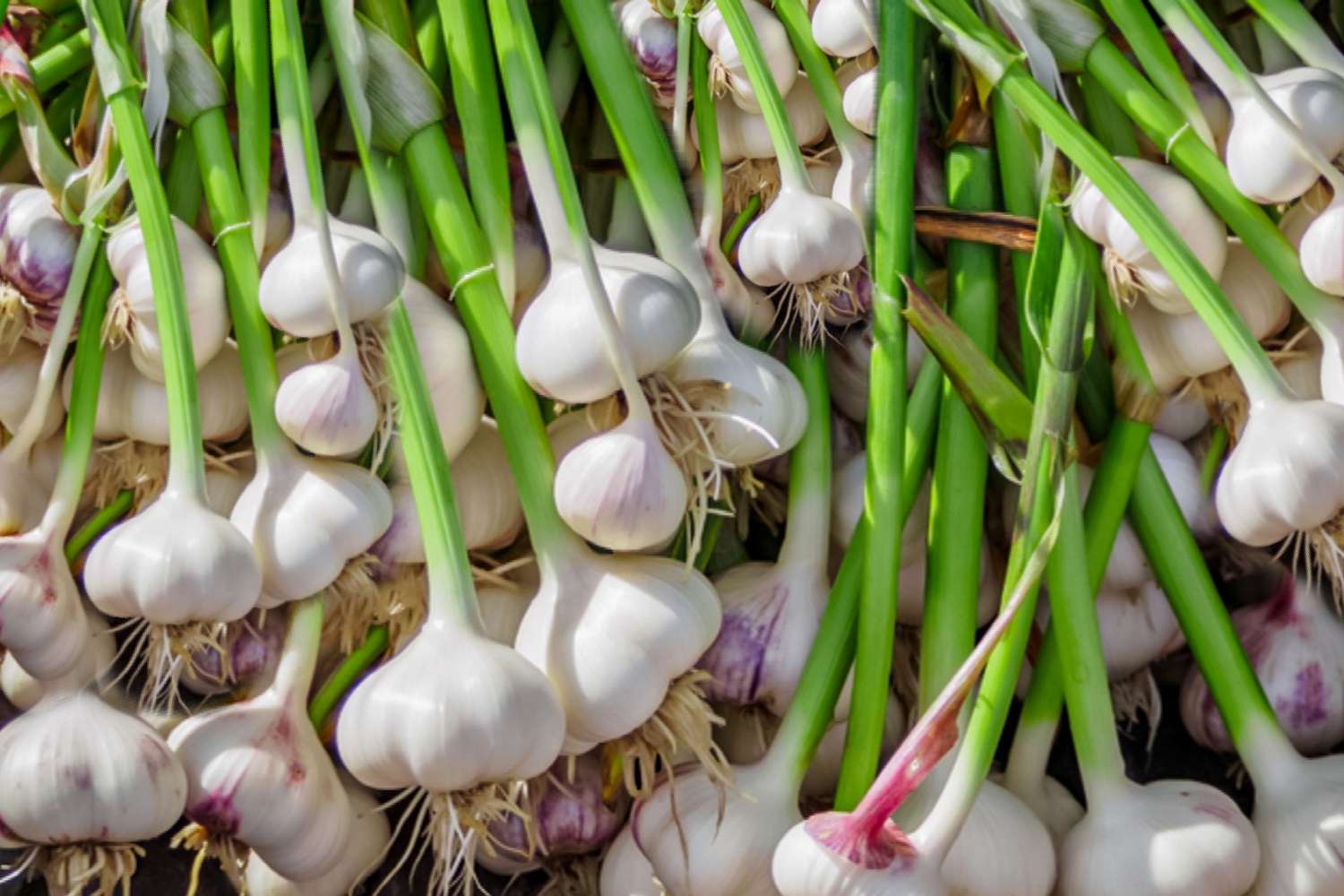 Garlic Top 5 Health Benefits